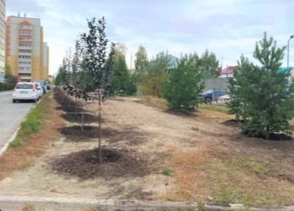 Новые насаждения на ул. Малая Боровская, 38/1
