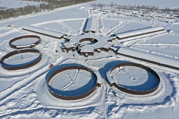 Соколиный центр «Арктика»