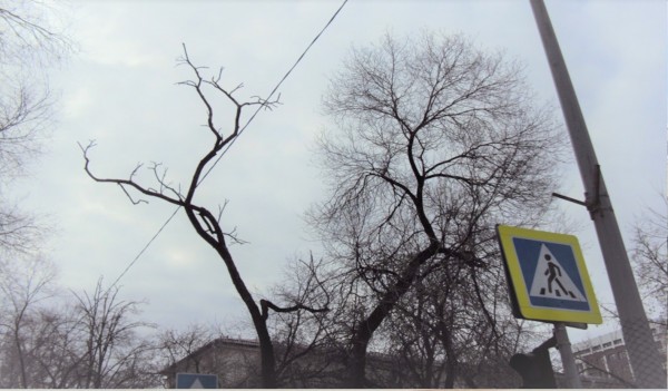 Обрезанный ствол дерева на перекрёстке улиц Хохрякова и Орджоникидзе