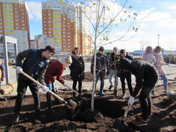 Посадка деревьев в сквере Льва Ровнина в октябре 2019 г.