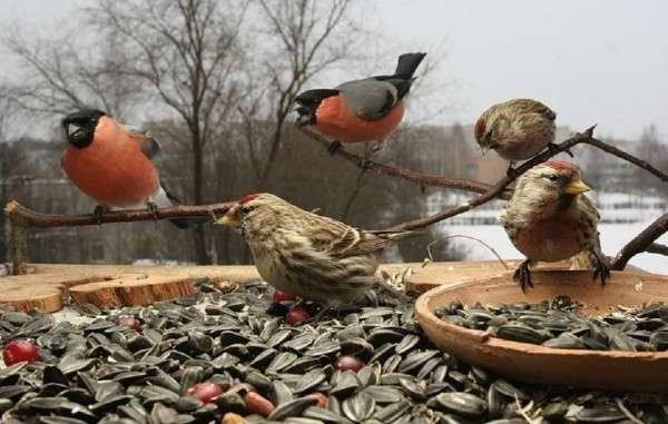 Птицы Екатеринбурга Фото